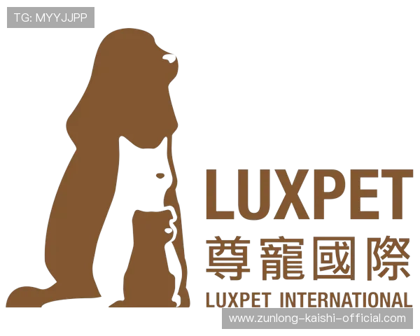 尊龙国际站：多平台支持与移动端体验优化提升用户游戏体验